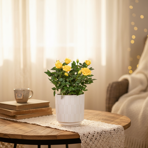 Rose Plant Yellow