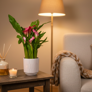 Calla Lily Plant Pink
