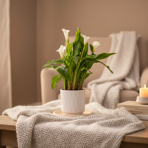 Calla Lily Plant White