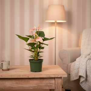 Anthurium Plant Pink