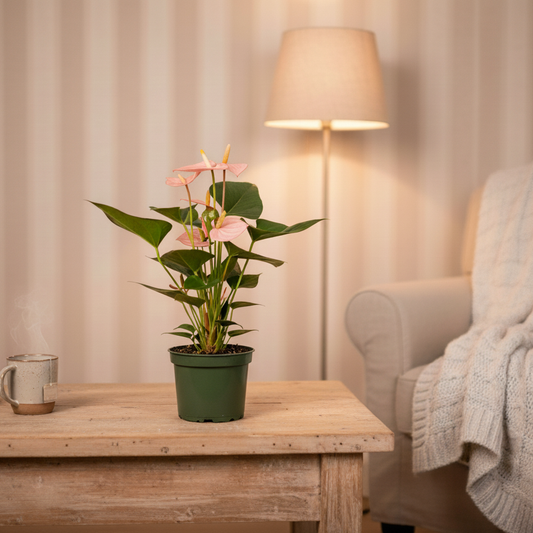 Anthurium Plant Pink