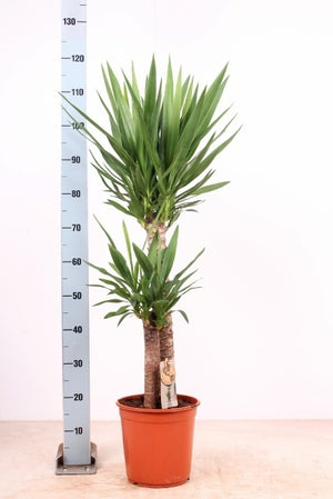 Yucca Green Houseplant – 24cm Pot, 160cm High