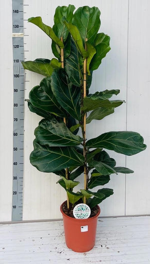Fiddle Leaf Fig (Ficus lyrata) – 24cm Pot, 145cm