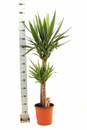 Yucca Houseplant – 24cm Pot, Approx. 145cm Tall