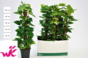 Golden Pothos (Epipremnum aureum) – 19cm Pot