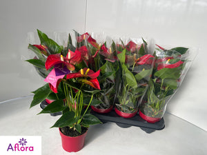 Red Anthurium ‘Bambino’ – 10cm Pot