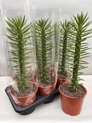 Austrocylindropuntia Subulata Cactus – 17cm Pot