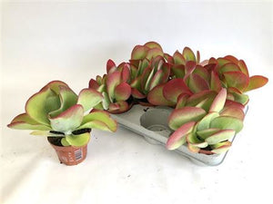 Kalanchoe thyrsiflora – 10.5cm Pot