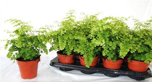 Adiantum Fragrans Maidenhair Fern – 12cm Pot
