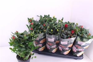 Mixed Patio Rose (Rosa) – 13cm Pot