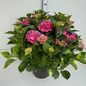 Pink Hydrangea macrophylla – 35cm Pot