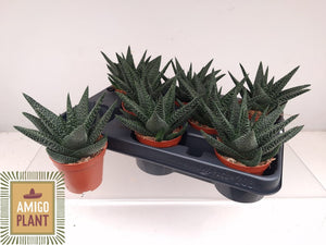 Green Succulent – 8.5cm Pot, Approx. 15cm High