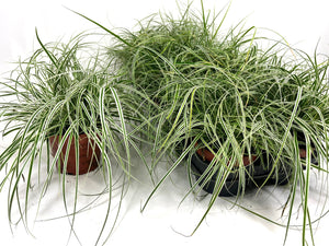 Carex ‘Os Everest’ Sedge – 12cm Pot