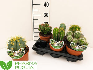 Mixed Cacti and Succulents – 14cm Pot