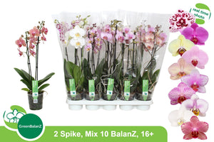 Phalaenopsis Orchid – 12cm Pot, 55cm Tall