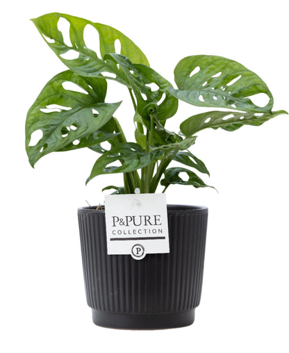 Mixed Pure Pot Collection