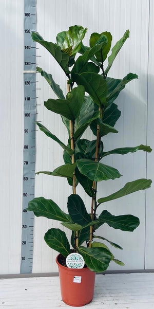 Fiddle Leaf Fig (Ficus lyrata) – 24cm Pot, 160cm High