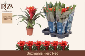 Red Guzmania (Guzmania) – 12cm Pot, 48cm High