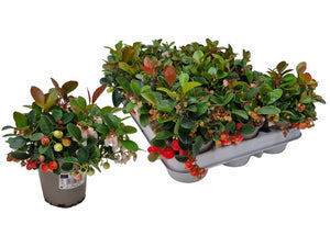 Creeping Wintergreen (Gaultheria procumbens) – 9cm Pot