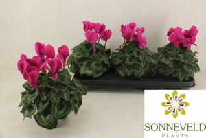 Large-Flowered Cyclamen persicum – 13cm Pot