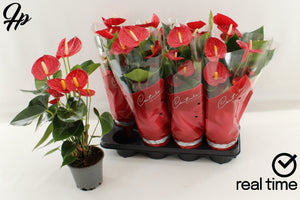 Red Anthurium (Anthurium andraeanum) – 14cm Pot