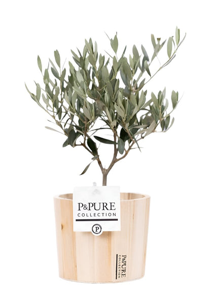 Mixed Pure Pot Collection