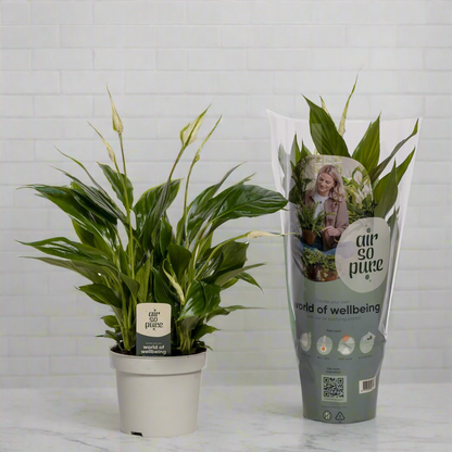 Bathroom Bundle Mix