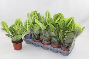 Maranta Lemon Prayer Plant – 12cm Pot, 35cm High