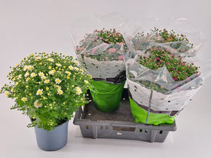 Mixed Chrysanthemum (Indicum Group) – 19cm Pot