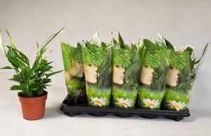 White Peace Lily (Spathiphyllum) – 12cm Pot