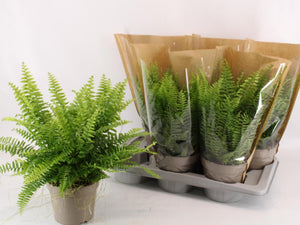 Boston Fern (Nephrolepis exaltata) – 17cm Pot