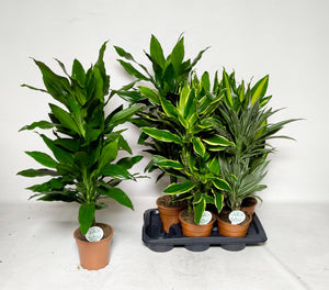 Dracaena fragrans ‘Deremensis’ – 17cm Pot, 75cm High