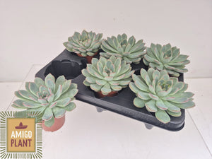 Echeveria 'Aurora' Succulent – 8.5cm Pot
