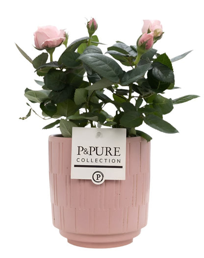 Mixed Pure Pot Collection
