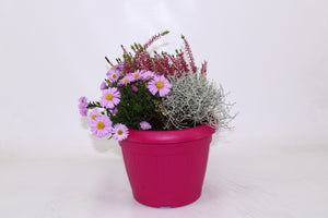 Mixed Flowering Garden Plants – 22cm Pot