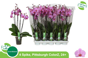 Pittsburgh Phalaenopsis Orchid – 12cm Pot, 55cm High