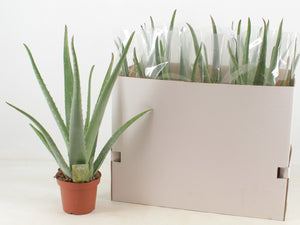 Aloe Vera Plant – 14cm Pot, Approx. 55cm High
