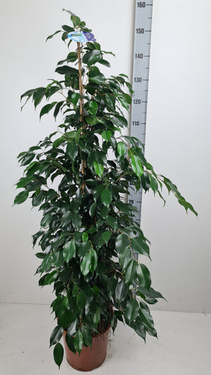 Ficus benjamina ‘Danielle’ – 27cm Pot, 150cm Tall