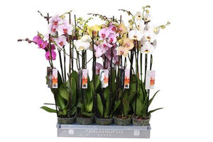 Mixed Phalaenopsis Orchid – 3 Stems, 12cm Pot