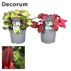 Iresine Herbstii Mixed Colour Plant – 13cm Pot
