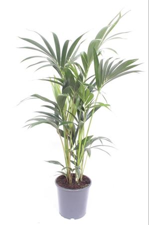 Kentia Palm (Howea forsteriana) – 21cm Pot, Approx. 120cm Tall