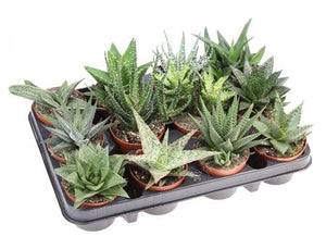 Mixed Aloe and Haworthia Succulent – 8.5cm Pot