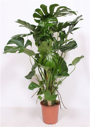 Swiss Cheese Plant (Monstera deliciosa) – 27cm Pot