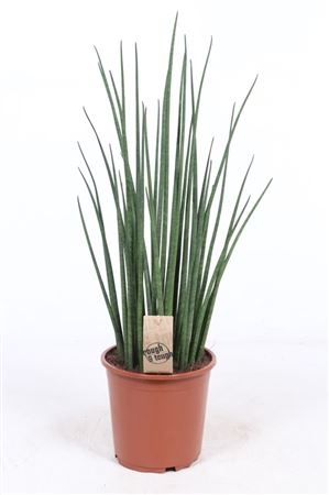 Mikado Snake Plant (Sansevieria) – 19cm Pot, 70cm High
