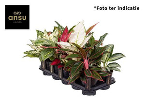 Aglaonema Houseplant – 12cm Pot, Approx. 30cm Tall