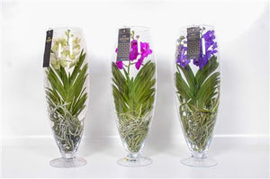 Vanda Orchid in Champagne Glass – 24cm