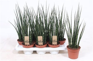 Sansevieria ‘Mikado’ Fernwood – 14cm Pot