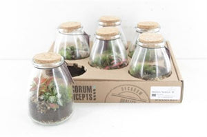 Io Terrarium Arrangement – 9cm Glass Pot