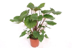 Homalomena ‘Ru Maggy’ – 24cm Pot, 80cm Tall