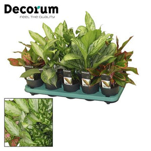 Aglaonema Mixed Variety – 12cm Pot, 35cm Height